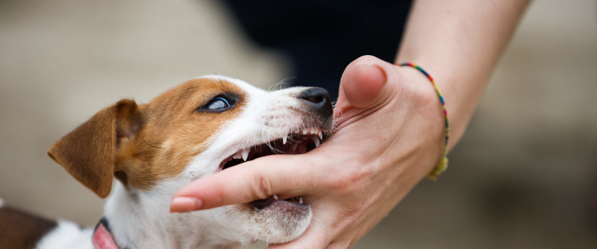 when-to-train-a-puppy-not-to-bite