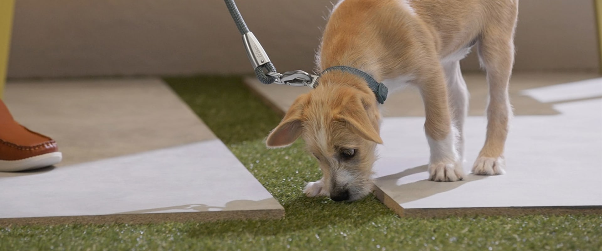 What is the easiest way to potty train a puppy?