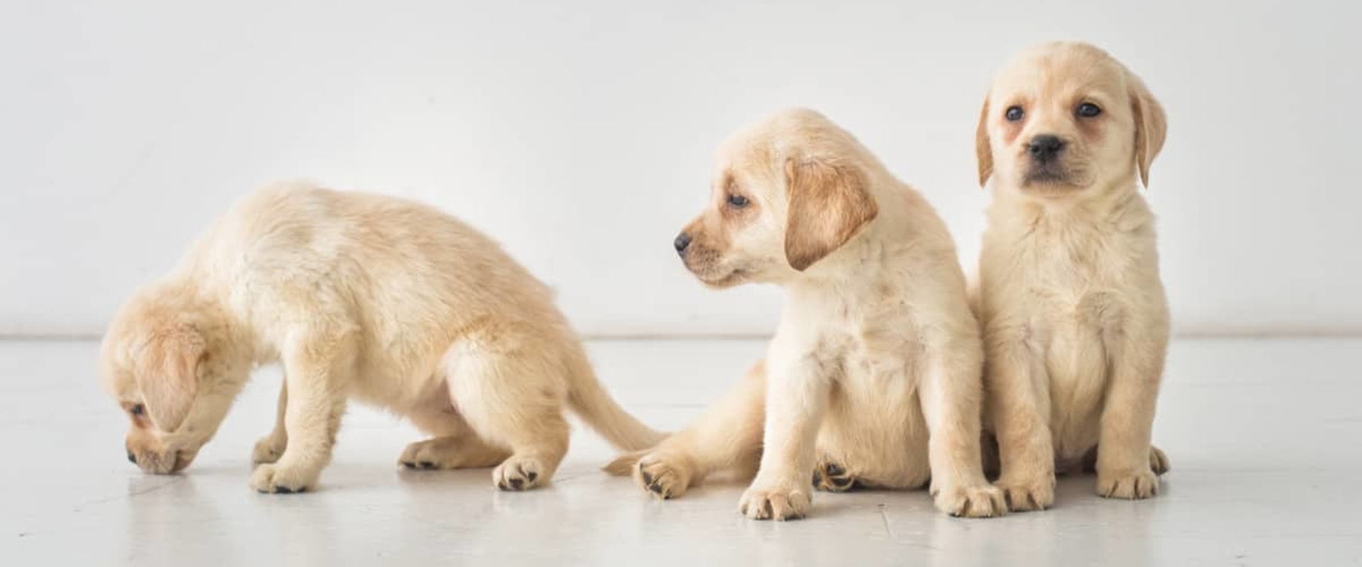 Eight week old puppy training