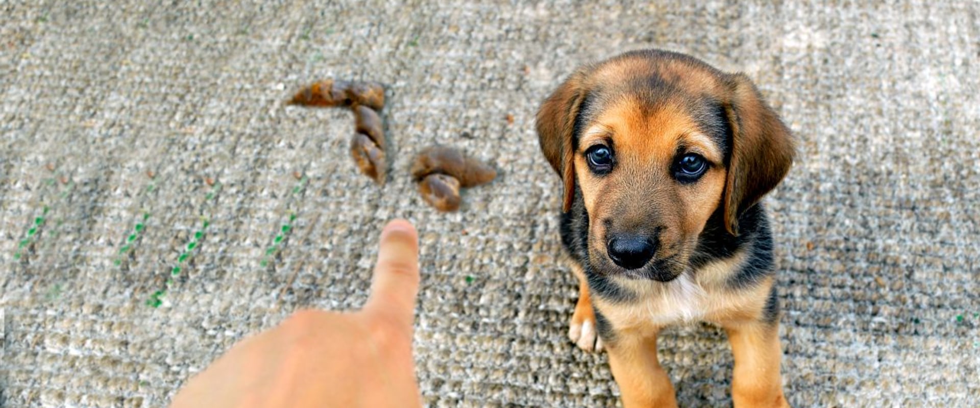 How do you stop your puppy from peeing and pooping in the house?
