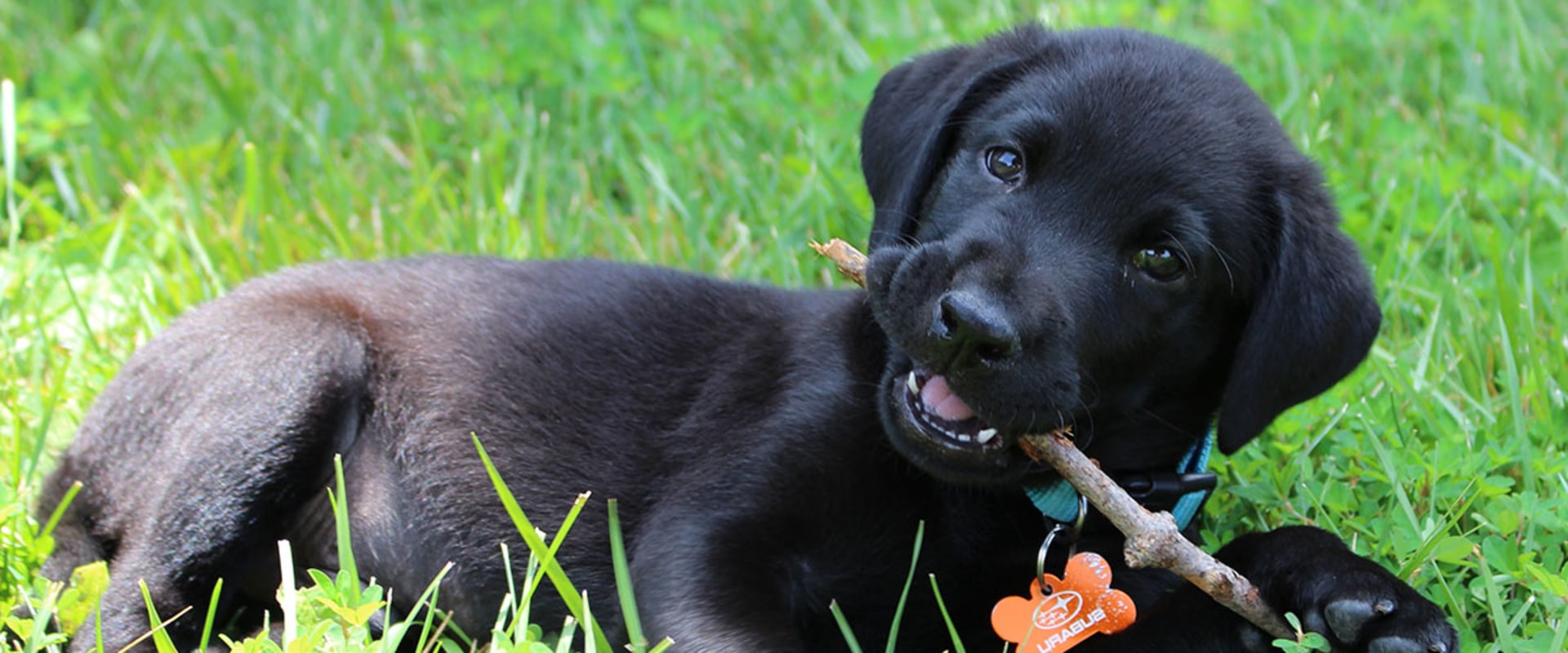 how-train-a-puppy-to-pee-outside