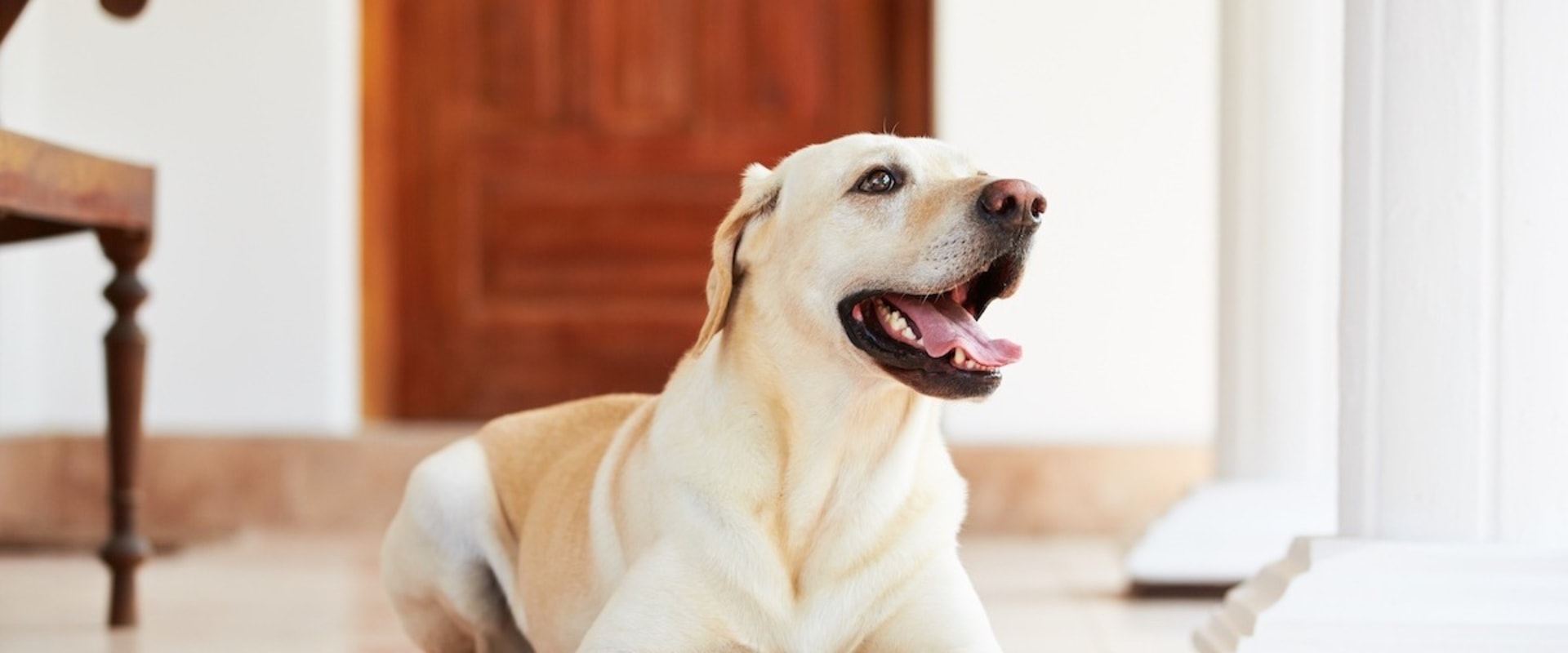 can-you-train-a-puppy-without-treats