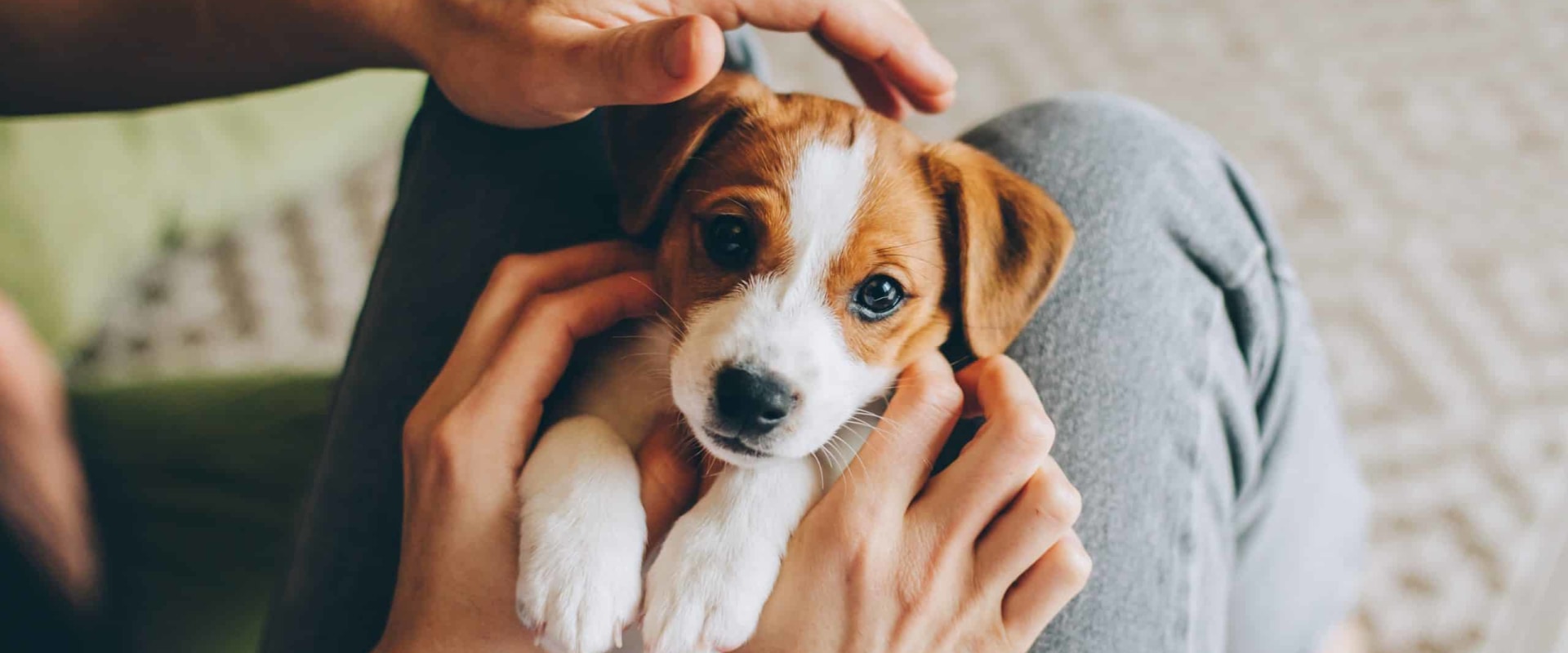 house-train-a-puppy