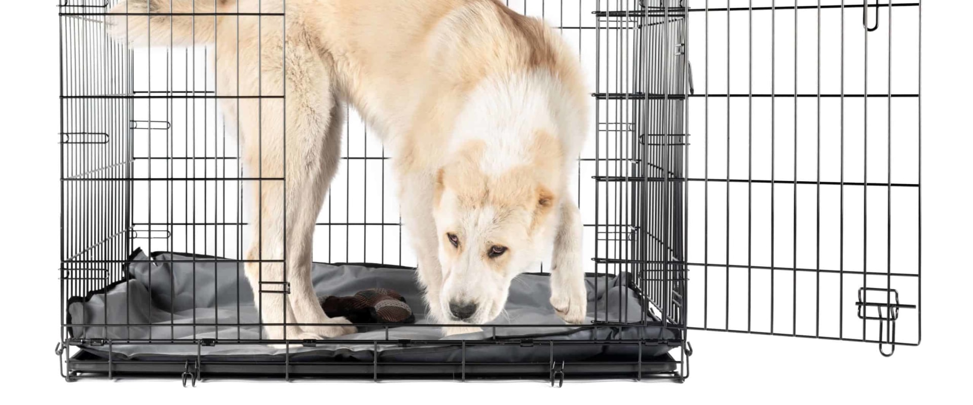 How to Choose the Right Crate for a Golden Retriever