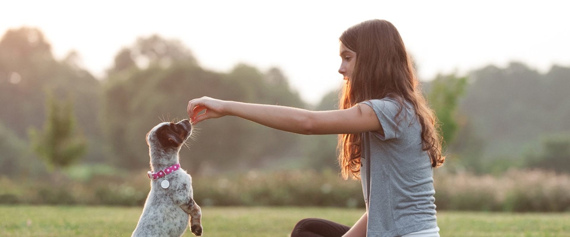 How to puppy train a puppy 