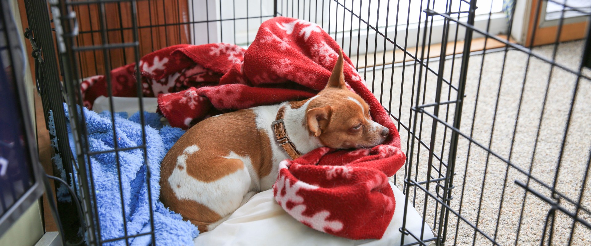 Is it cruel to crate a puppy at night?