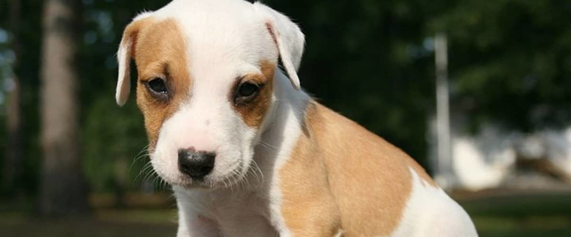 how-train-a-puppy-to-sit
