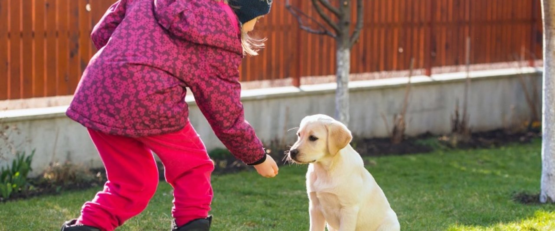 Are puppy training classes necessary?