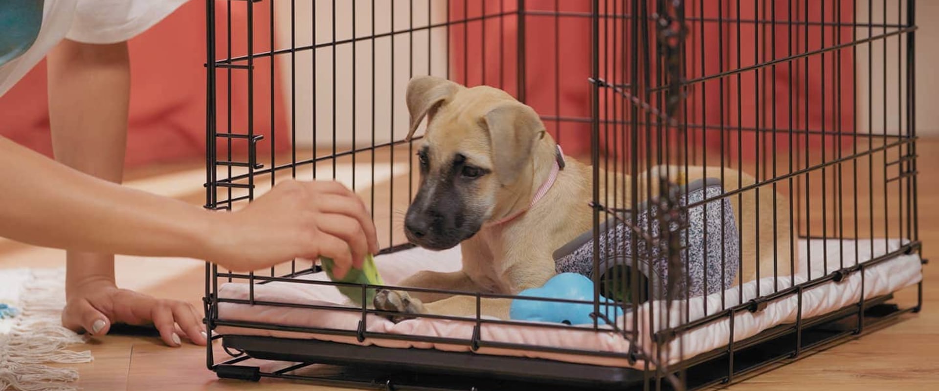 Where to crate train a puppy?