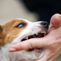 When to train a puppy not to bite?