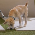 Who to potty train a puppy?
