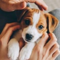 What is the first thing you should train your puppy?