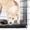 How to Choose the Right Crate for a Golden Retriever