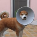 Can you train a puppy sims 4?