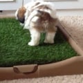 Can you train a puppy to use litter box?