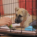 What is the best way to train a puppy?