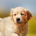 How to love a golden retriever the right way - A guide for busy parents