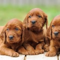 How 2 train a puppy?