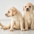 Can you potty train a puppy at 8 weeks?