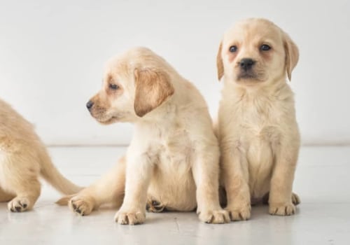 Can you train a puppy at 8 weeks?