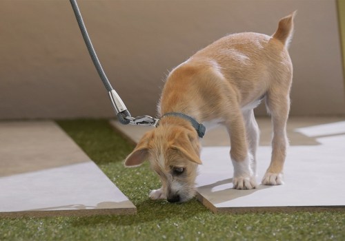 Who to potty train a puppy?