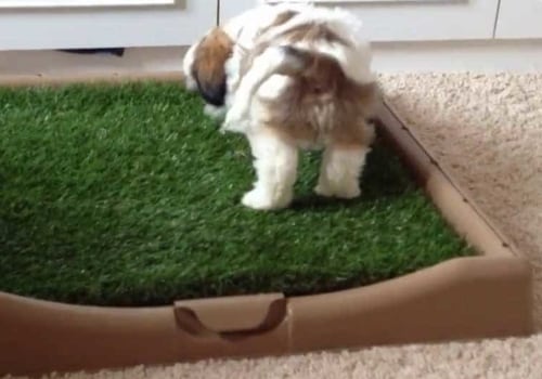 Can you train a puppy to use litter box?